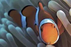 Anemonefish Prints: Clown Fish Portrait