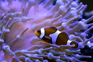 Images Dated 16th September 2015: Clownfish