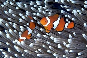 Fine Art Photography Collection: Clownfish