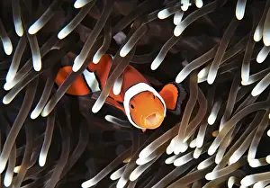 Vibrant Color Prints: Clownfish