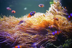 Exotic Prints: Clownfish, Anemonefish, Wonderful and beautiful underwater world with corals and tropical fish