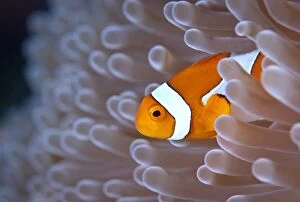 Marine Animals Collection: Clownfish in white anemone