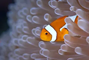 One Animal Prints: Clownfish in white anemone