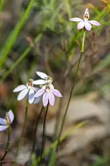 A clump of Pink Finger Orchids