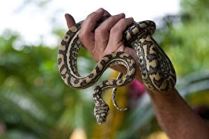 Snakes Collection: Coastal carpet python