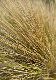 Images Dated 16th July 2014: Coastal Grasses (Ammophila) common to the sand dunes on King Island. Bass Strait, Tasmania