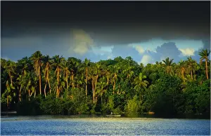 Coastal rainforest, Erakor lagoon, Island of Efate, Vanuatu