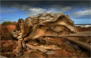 A coastal view in the Tarkine wilderness area of Tasmania, Australia