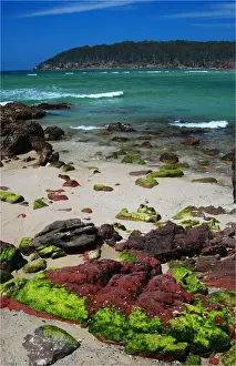 Images Dated 2008 December: Coastline near Pambula, southern New South Wales, Australia
