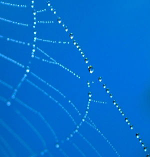 A cobweb covered in morning dew creating an abstract image
