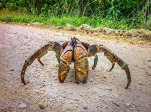 Images Dated 15th April 2014: Coconut Crab