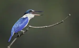 Collared Kingfisher (Todiramphus chloris)