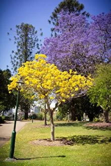 Stunning Jacaranda Trees Collection: Colorful blooming trees