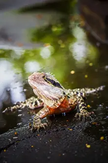 Colorful lizard