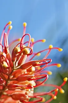 John W Banagan Prints: Colorful native flower, Grevillea