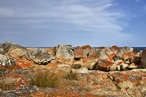 Rachel Dulson Prints: Colourful lichen on rocks by the coast