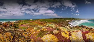 Awe Inspiring Australian Panorama Prints: Colourful wild flowering Native Pigface (CarpoBrotus) at Disappointment bay