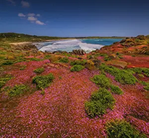 Images Dated 2nd December 2022: Colourful wild flowering Native Pigface (CarpoBrotus) at Disappointment bay