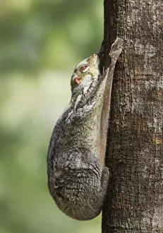 Colugo in Malaysia