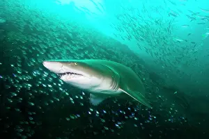 Prints of So many fish! So many sharks Discover the beauty and vulnerability of Australia's sharks: Coming Right At Me!