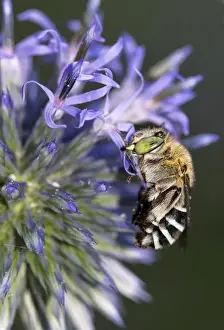Petal Prints: Common Blue-banded Bee roosting on flower