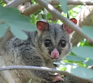 Images Dated 18th January 2011: Common Brushtail Possum