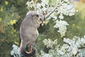 Common brushtail possum (Trichosurus vulpecula) in tree, Australia
