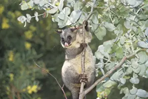 Common brushtail possum (Trichosurus vulpecula) in tree, Australia
