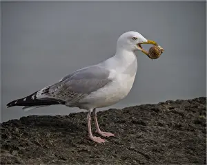 Sea Bird Prints: Common Gull with a sea-shell, Lyme Regis, Dorset, England