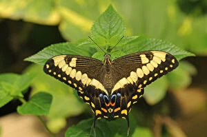 Insects Collection: Common Lime Butterfly or Citrus Swallowtail -Papilio demoleus-, tropical butterfly, Australia