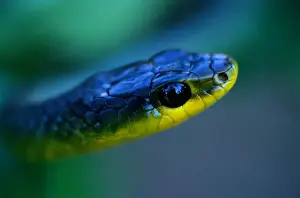 Common tree snake (Dendrelaphis punctulata) Australia