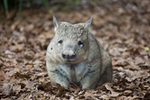 Images Dated 12th May 2015: Common Wombat Australia Zoo