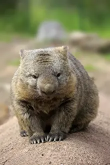 Native Prints: Common wombat, (Vombatus ursinus)
