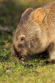 Wombat Collection: Common Wombat -Vombatus ursinus-, adult, foraging, Wilsons Promontory National Park, Victoria