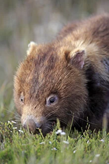 Wombat Collection: Common Wombat -Vombatus ursinus-, adult, foraging, Wilsons Promontory National Park, Victoria
