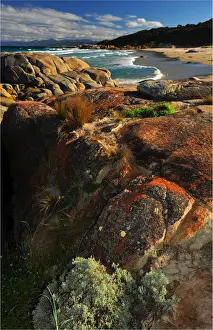 Wildlife Reserve Prints: Conservation area on the coastline near St. Helens, Tasmania, Australia