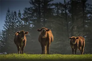 Contented cattle, Norfolk Island