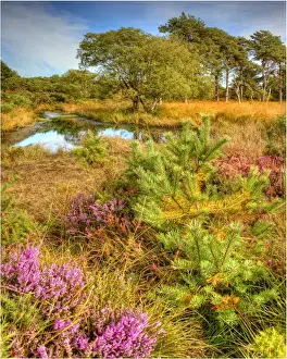Coombe Heath, Isle of Purbeck, Dorset, England
