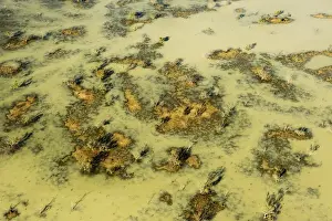 Julie Fletcher Prints: Cooper creek in flood, South Australia