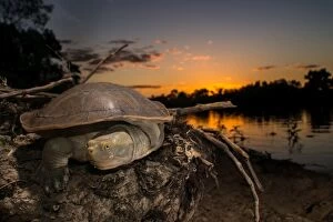 Turtles Collection: Cooper Creek Turtle, Longreach QLD