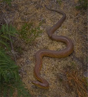Images Dated 30th November 2014: Copperhead snake, (Austrelaps superbus) King Island, Bass Strait, Tasmania