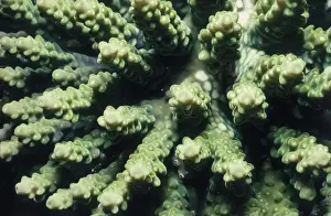 Coral