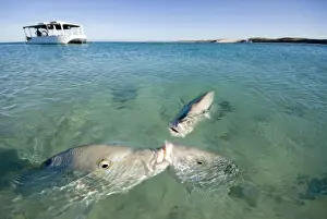 Exmouth, Ningaloo Reef And Coral Bay Prints: Coral Bay