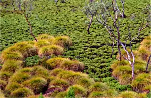 Fern Prints: Coral ferns, Cradle mountain, central Tasmania