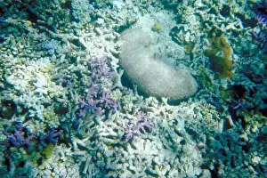 Coral, Great Barrier Reef, Queensland
