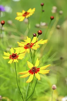 Prints of Coreopsis or tick seed flowers in a grarden Louise Docker Photography Prints: Coreopsis flowers in a garden