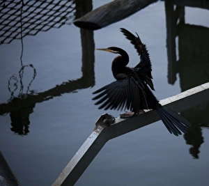 Cormorant Bird on Yarra River Australia Cormorant Bird on Yarra River Australia