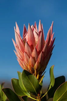 Images Dated 24th August 2013: Coronet Protea Against a Blue Sky
