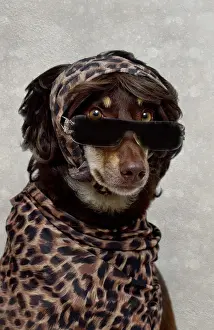 Cougar Kelpie