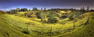 Pinaceae Prints: Country pastures